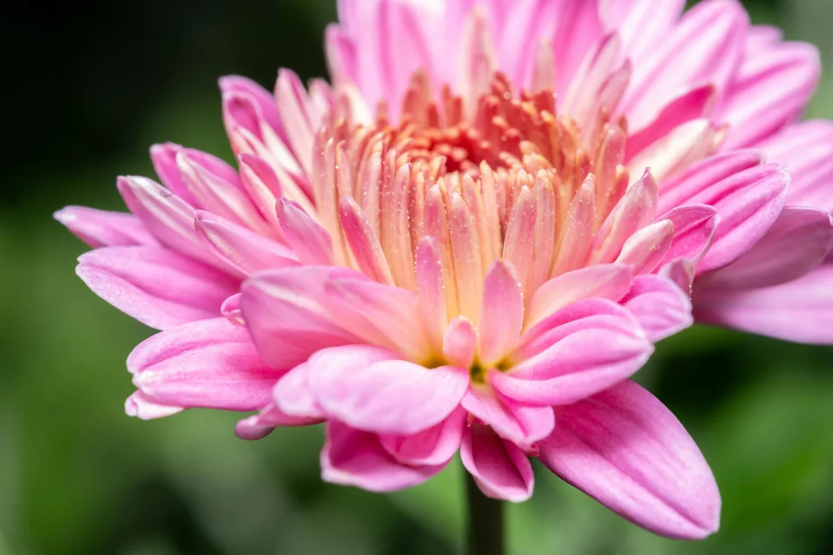 Macrofotografia di un crisantemo rosa vivido con dettagli intricati dei petali
