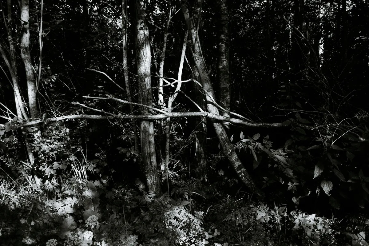Мрачное монохромное фото густого леса с сильными контрастами и глубокими тенями