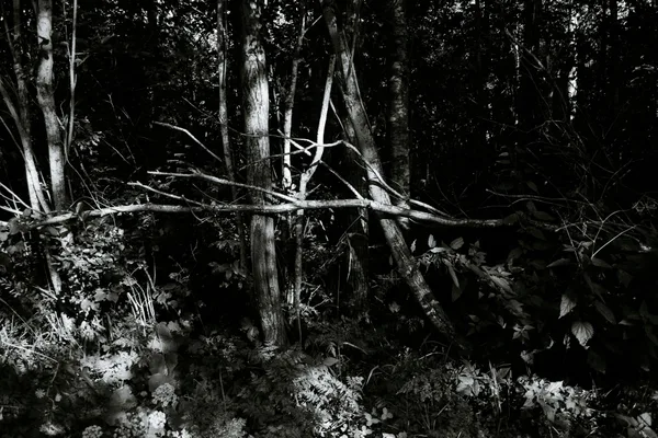 Stimmungsvolles monochromes Foto eines dichten Waldes mit starken Kontrasten und Schatten
