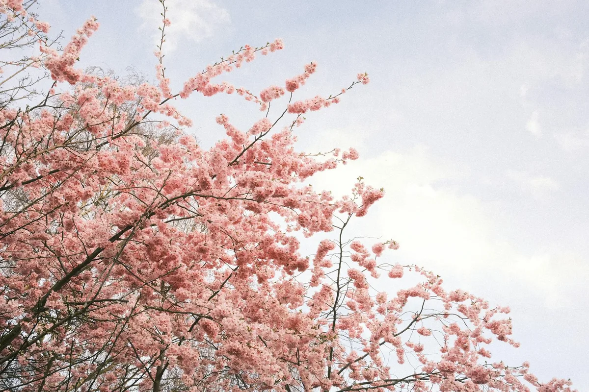 Rosa Kirschblüten in voller Blüte vor klarem blauen Himmel – Frühlingserwachen