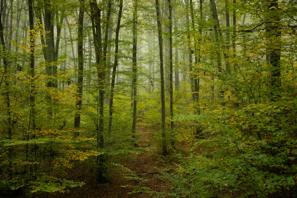 Ruhiger Wald mit nebliger Atmosphäre und üppigen grünen Blättern im Frühherbst