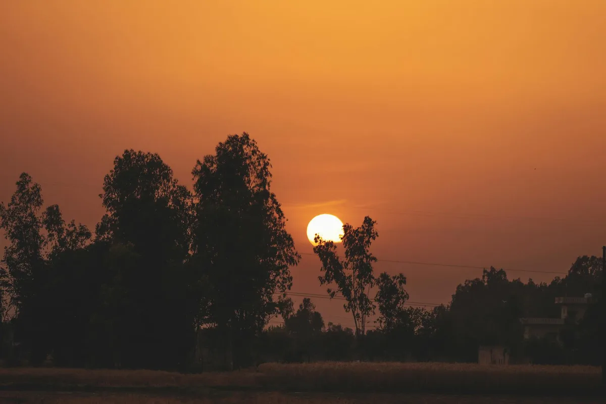 Paesaggio sereno con alberi sagomati contro un tramonto arancione che cattura la bellezza naturale