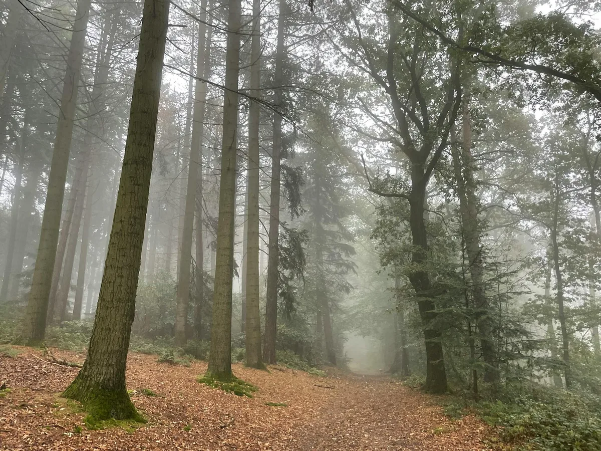 Sentiero autunnale nebbioso e sereno nella foresta, Tecklenburg, Germania