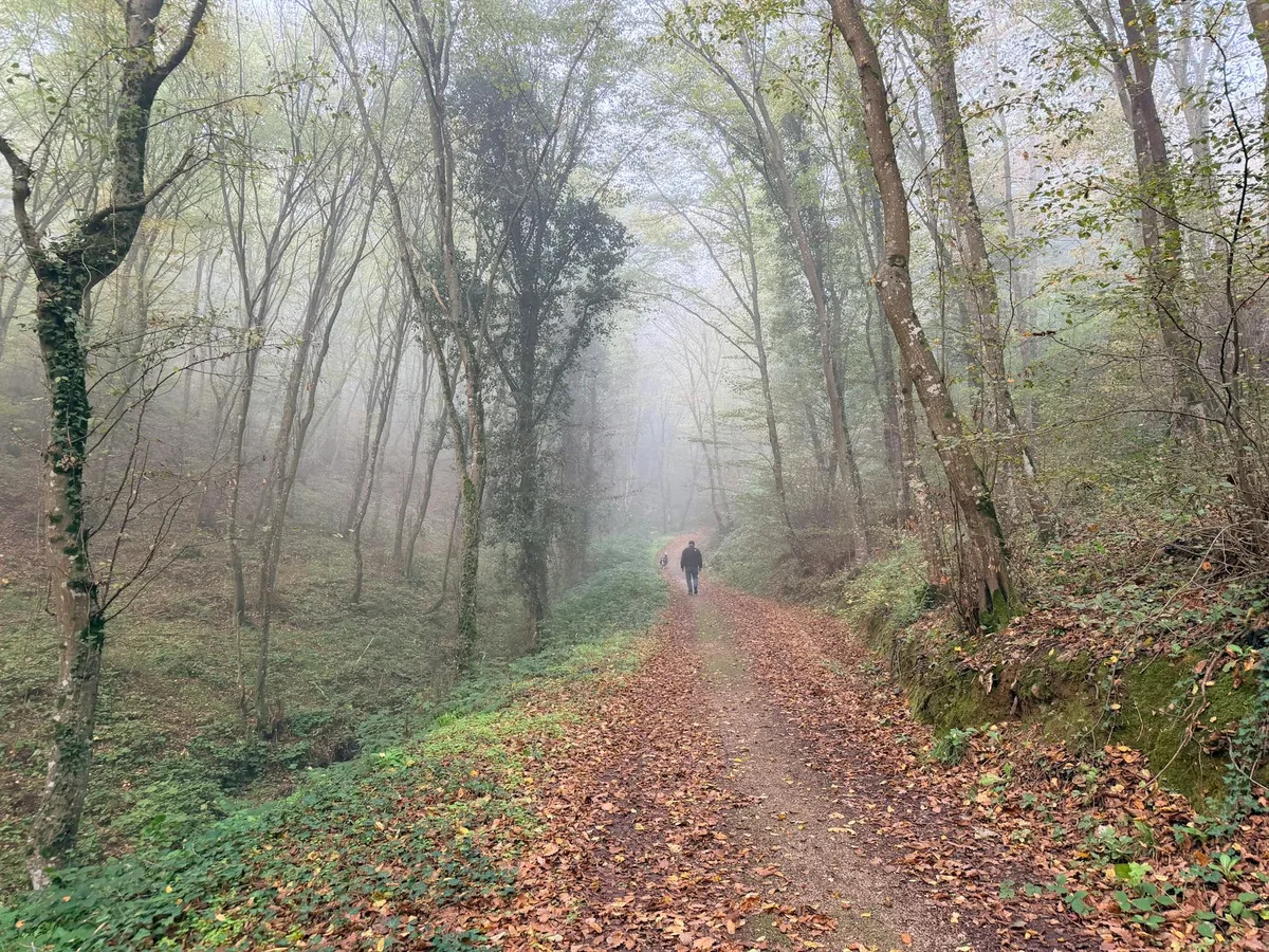 Passeggiata serena in una foresta autunnale nebbiosa, tranquillità e bellezza naturale.