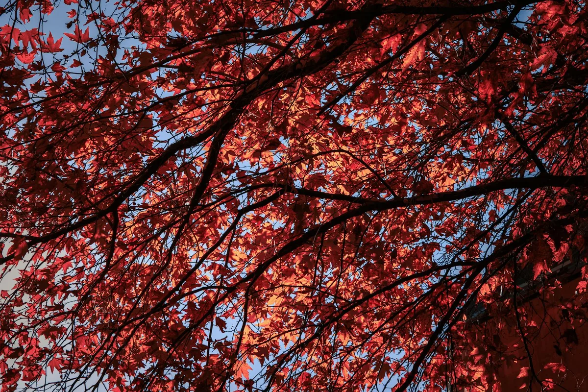 Feuilles d'automne rétroéclairées, teintes rouges vives sur ciel bleu
