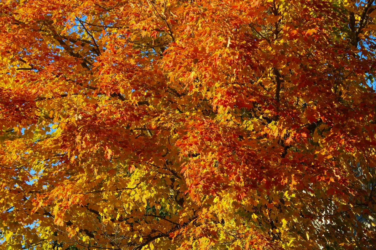 Feuilles d'automne colorées mettant en valeur la beauté de la saison