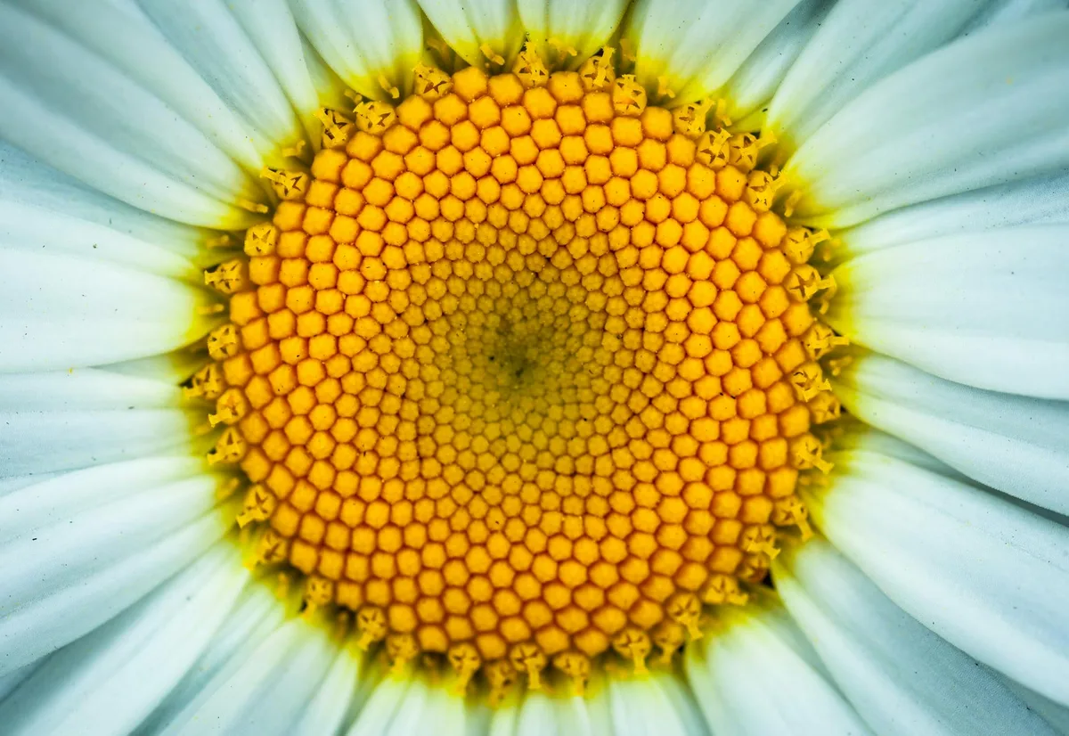 Macro détaillée du cœur d'une marguerite