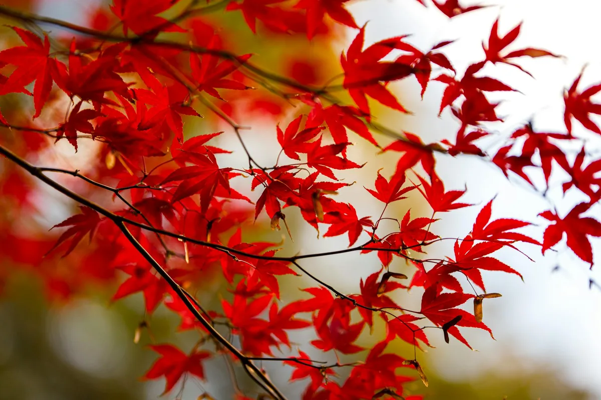 Foglie d'acero rosse catturate in autunno che mostrano i colori vividi della stagione