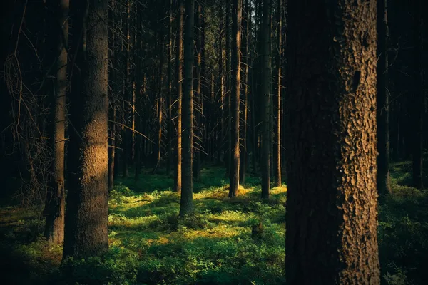 Sonnenlicht durch hohe Kiefern – ruhige Waldlandschaft