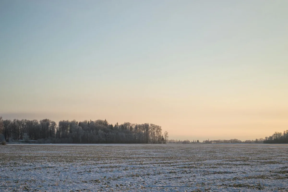 Cena tranquila de inverno com árvores geladas e campos nevados ao amanhecer
