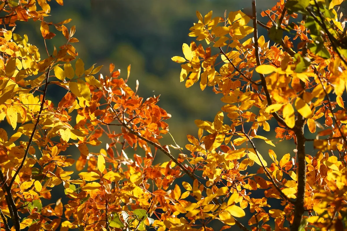 Feuilles d’automne vibrantes jaune et orange brillant sous la lumière du soleil