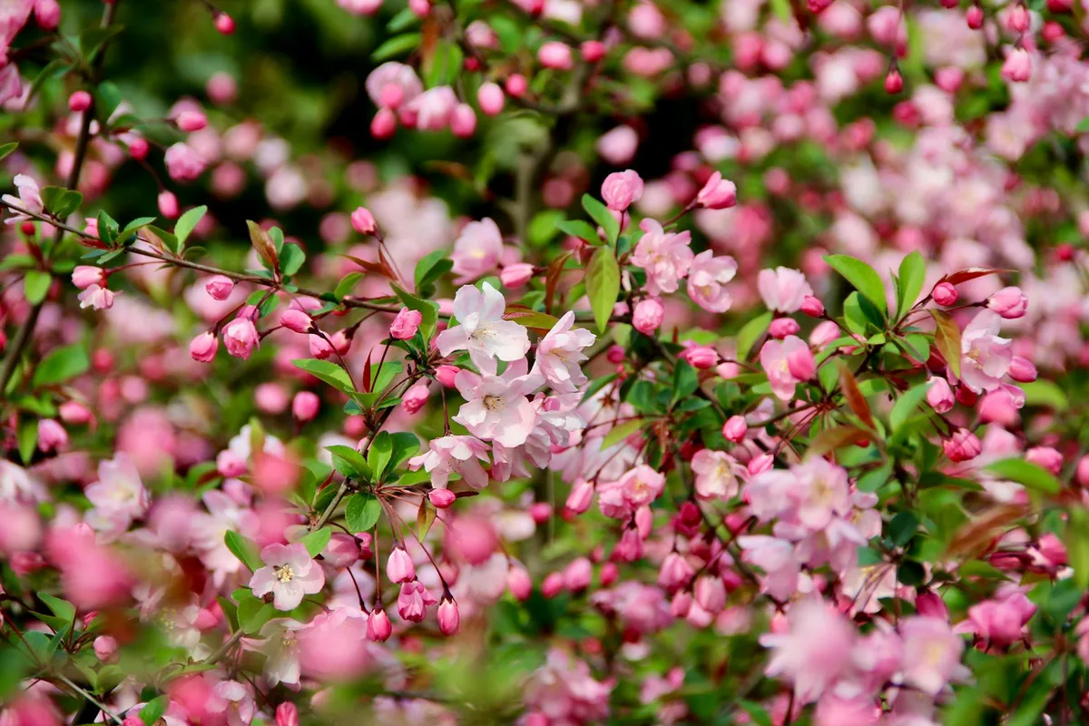 Fiori rosa vibranti in piena fioritura in un giardino primaverile