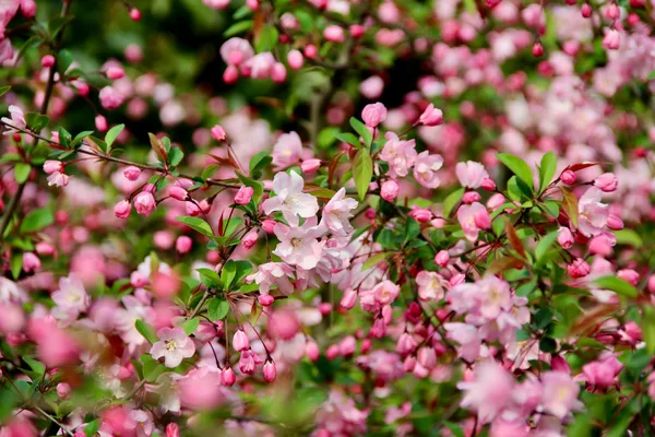 Vibrant pink blossoms in full bloom creating a mesmerizing spring garden scene.