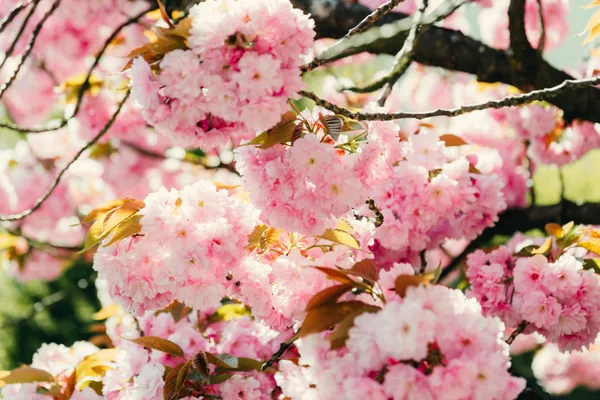 Vibrant pink cherry blossoms in full bloom during spring in Almanya.