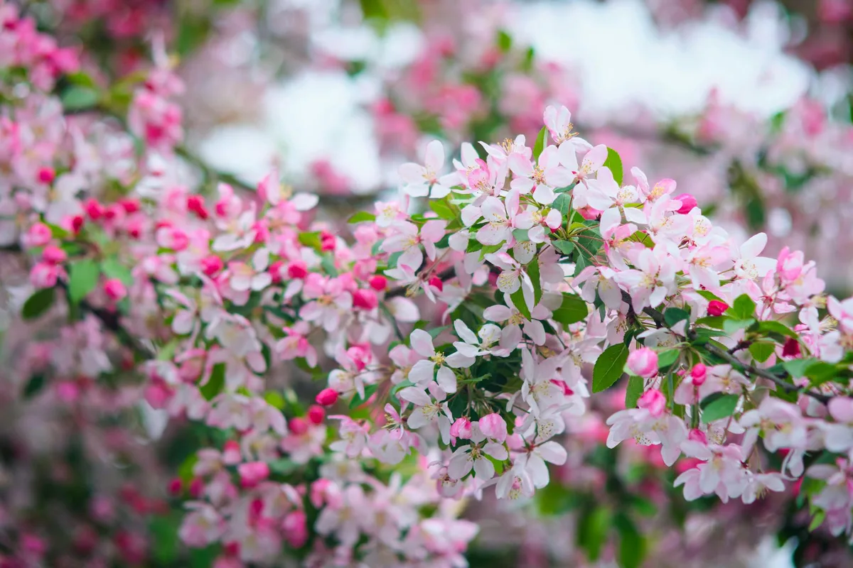 Fiori di ciliegio rosa vibranti annunciano la primavera