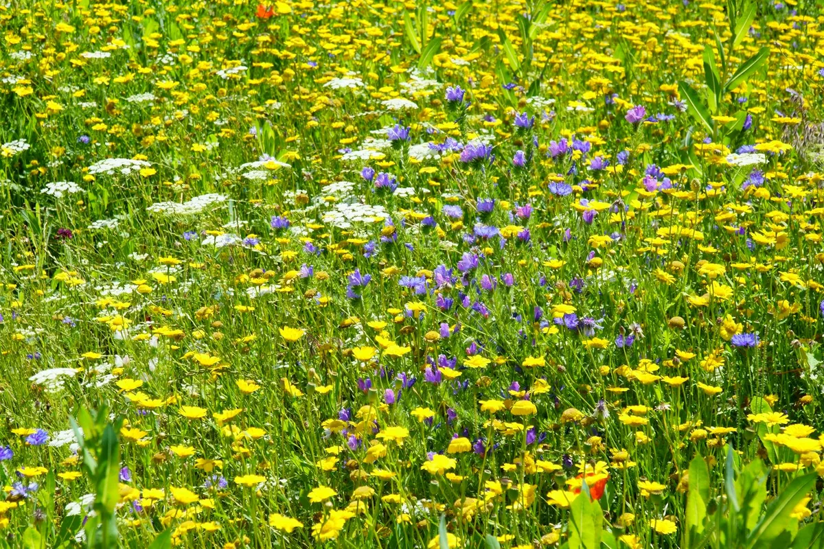 Lebendige Wildblumen auf einer sonnigen Wiese im Frühling