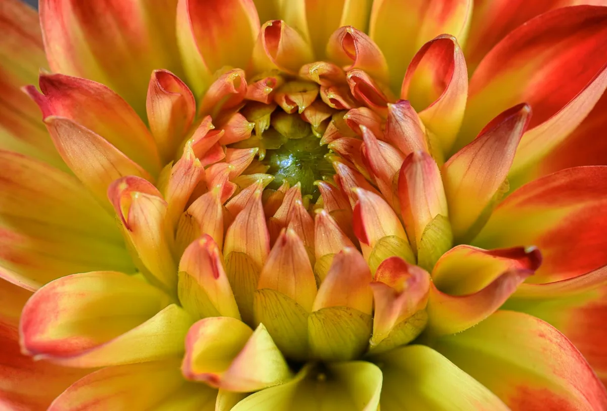 Macro vivido di dalia radiosa con colori vibranti e petali intricati