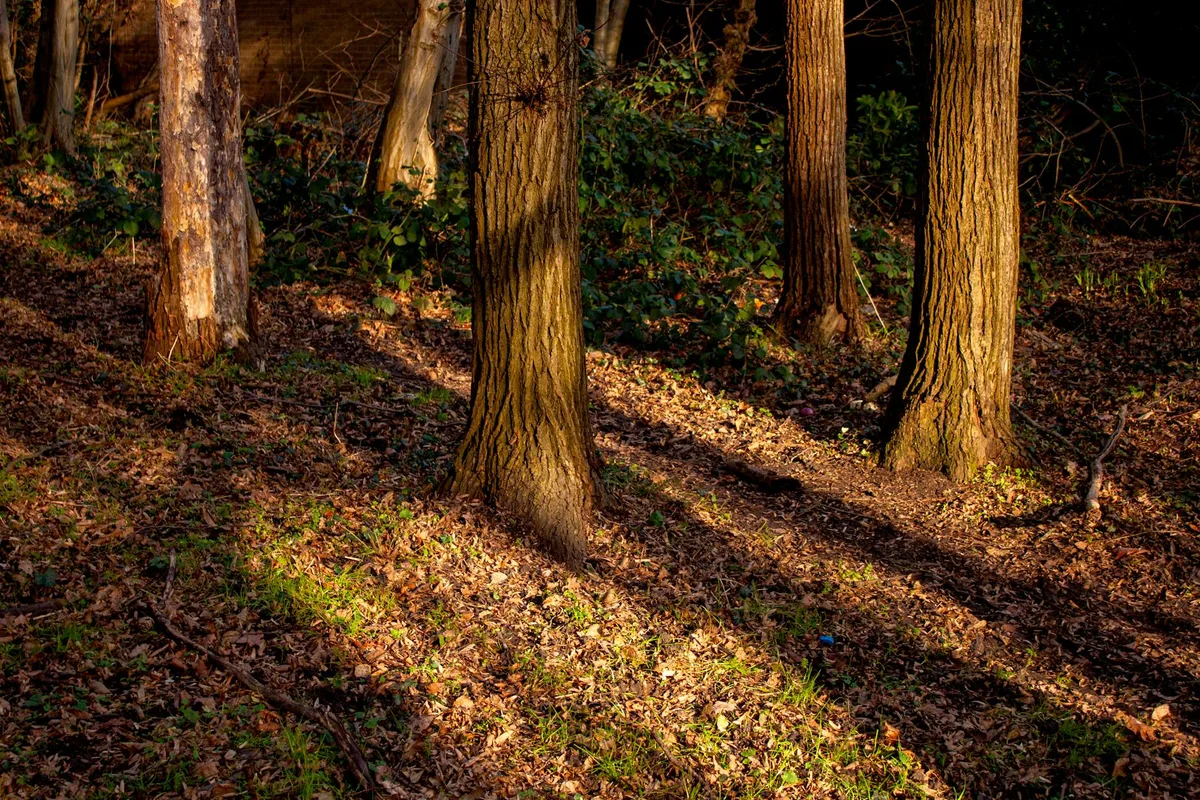Warmes Sonnenlicht im ruhigen Herbstwald in Harlow, England