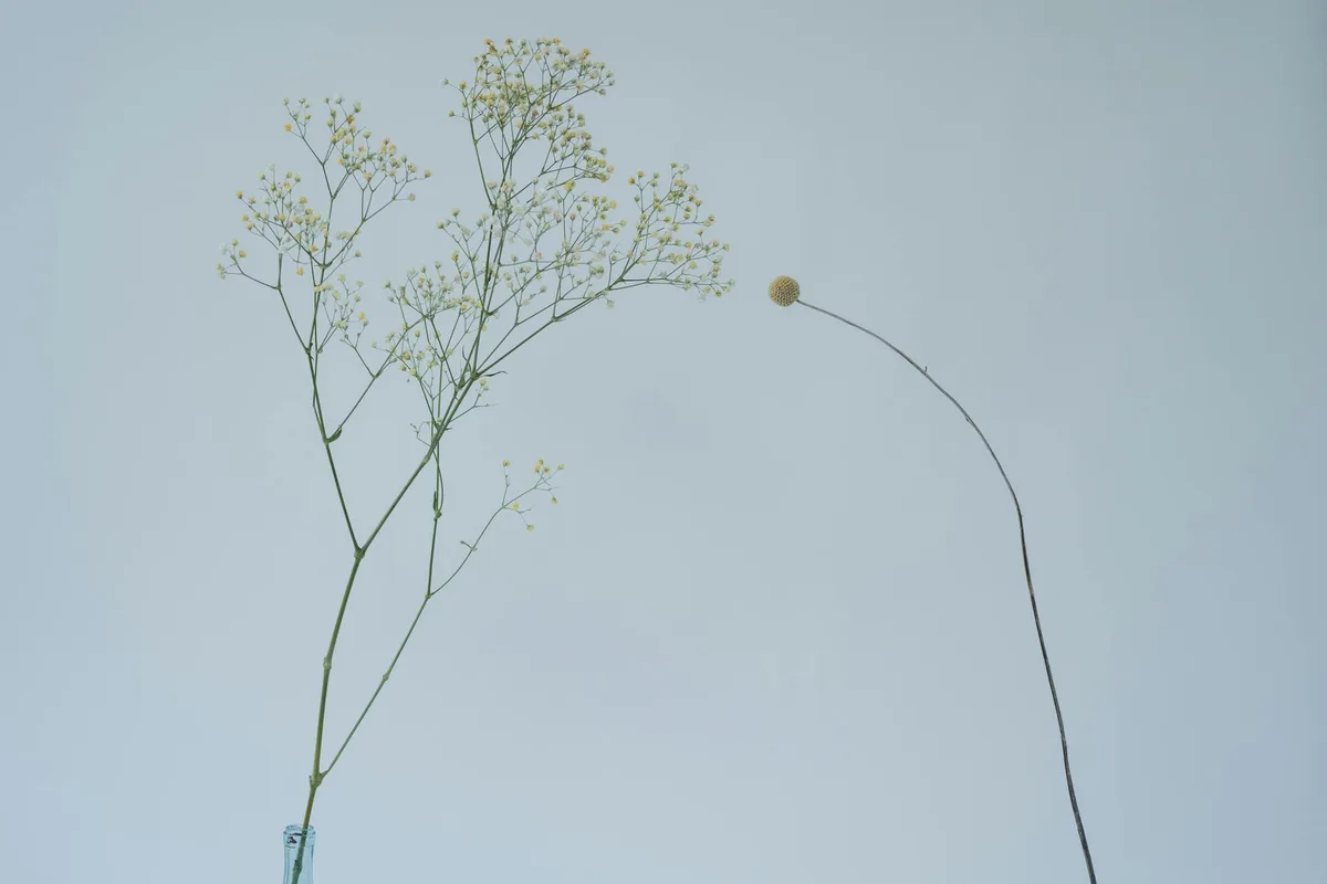 Primo piano minimalista di fiori secchi delicati su sfondo grigio morbido