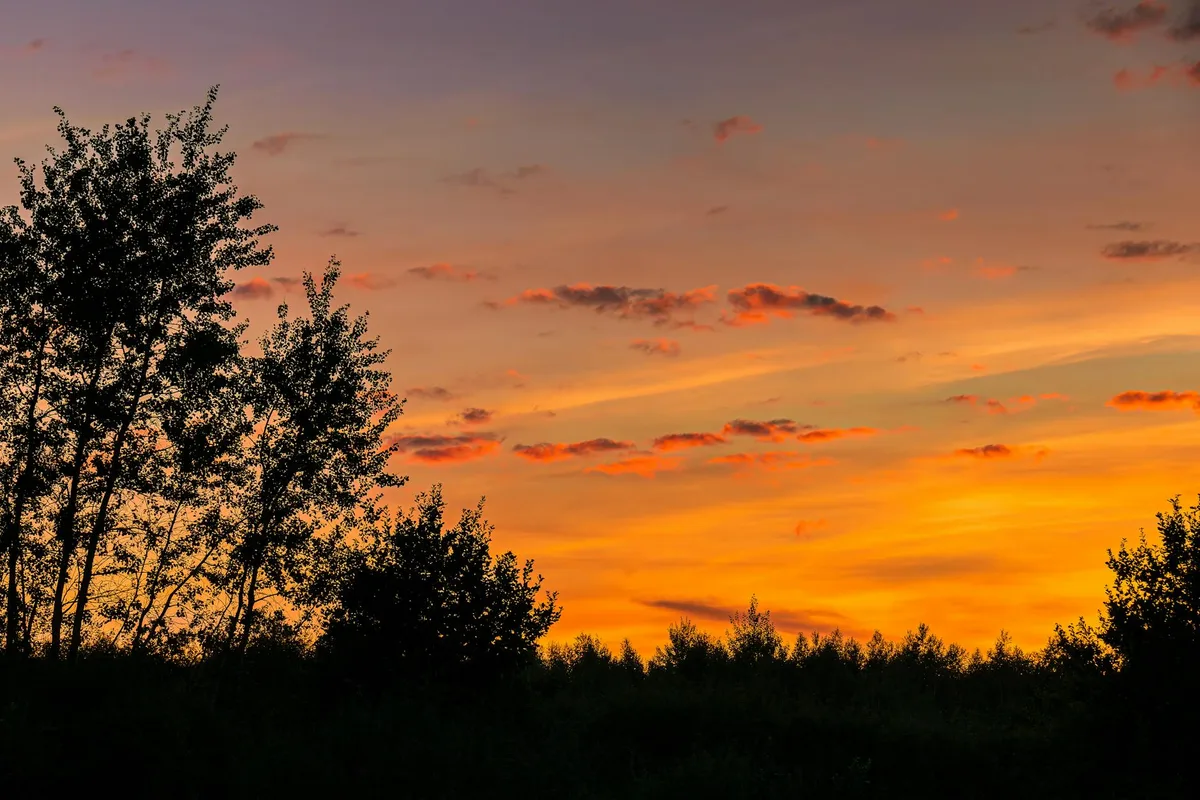 Fesselnder Sonnenuntergang mit Baumsilhouetten vor orangem und lila Himmel