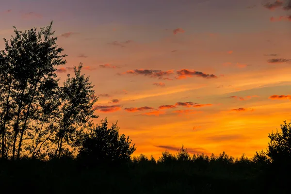 Fesselnder Sonnenuntergang mit Baumsilhouetten vor orangem und lila Himmel