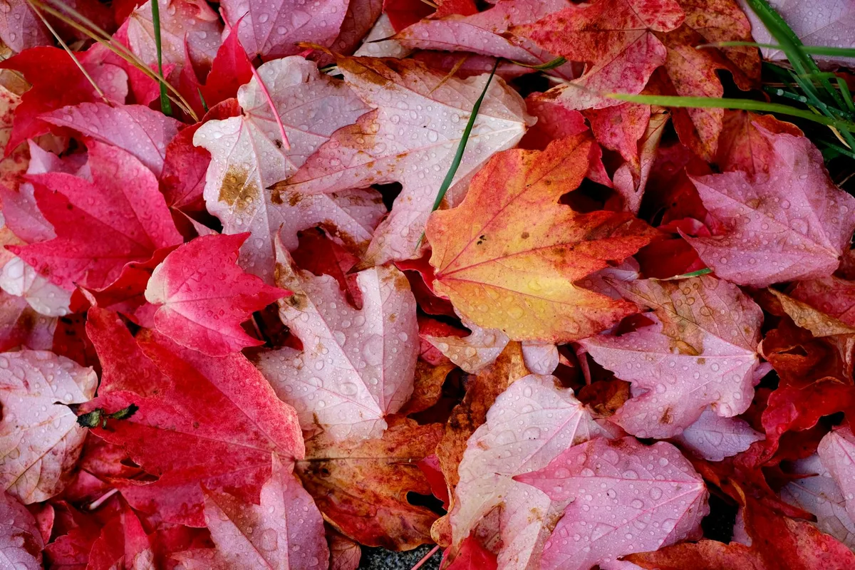 秋叶水滴特写，缤纷秋景展现自然之美