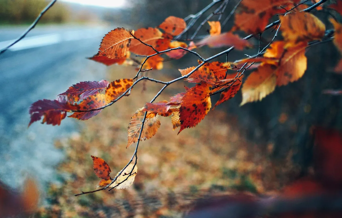 Close-up de folhas de outono vibrantes em galhos, criando uma atmosfera outonal misteriosa.