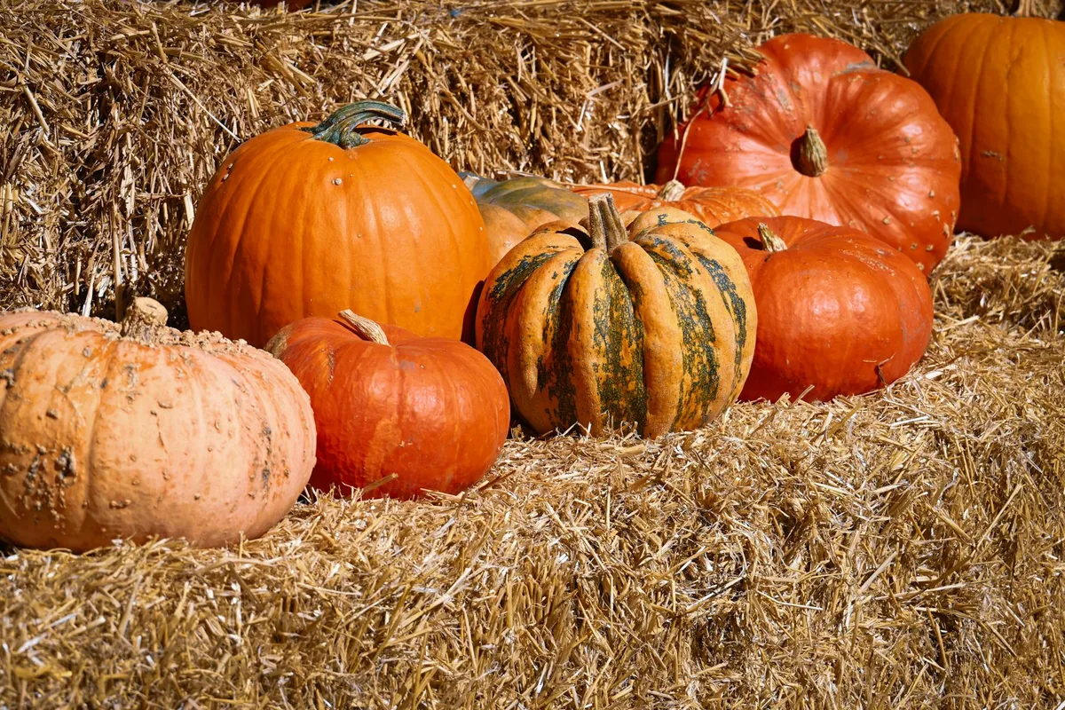 稻草堆上彩色南瓜，尽显秋日丰收韵味