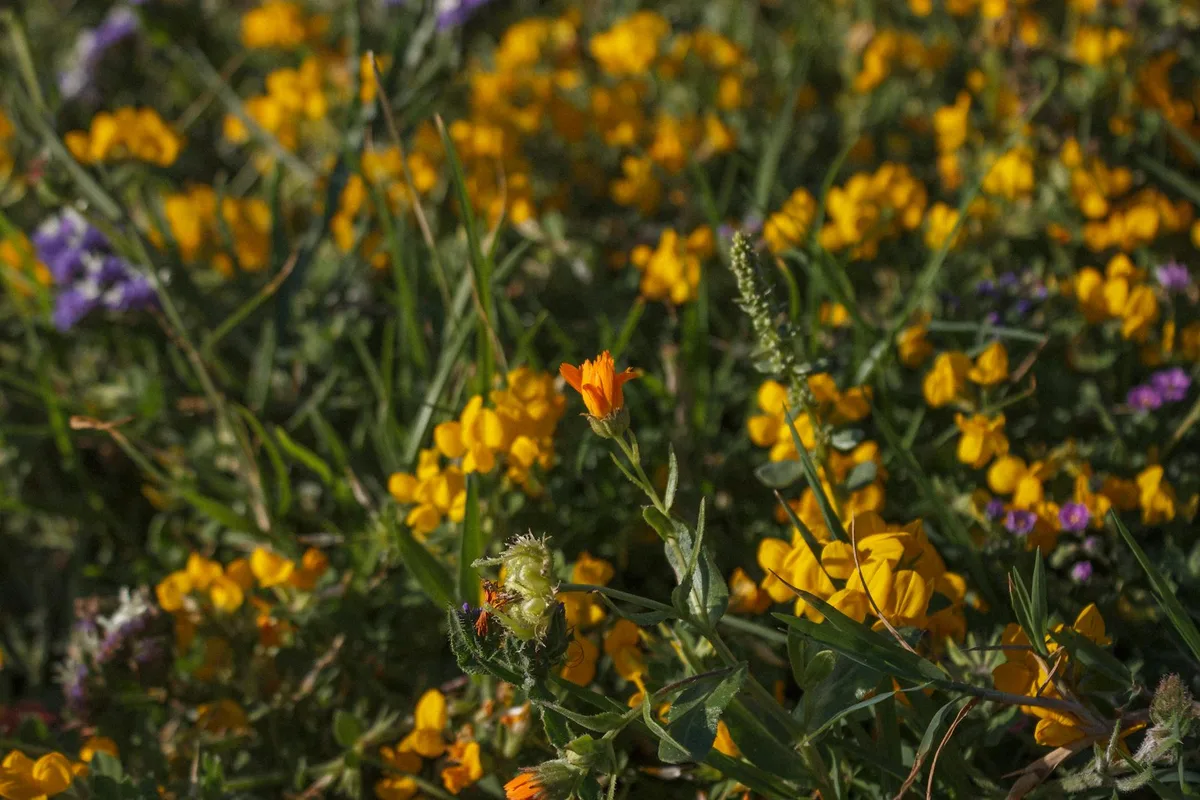 Bunte Wildblumen auf einer sonnigen Wiese zeigen die lebendige Schönheit der Natur