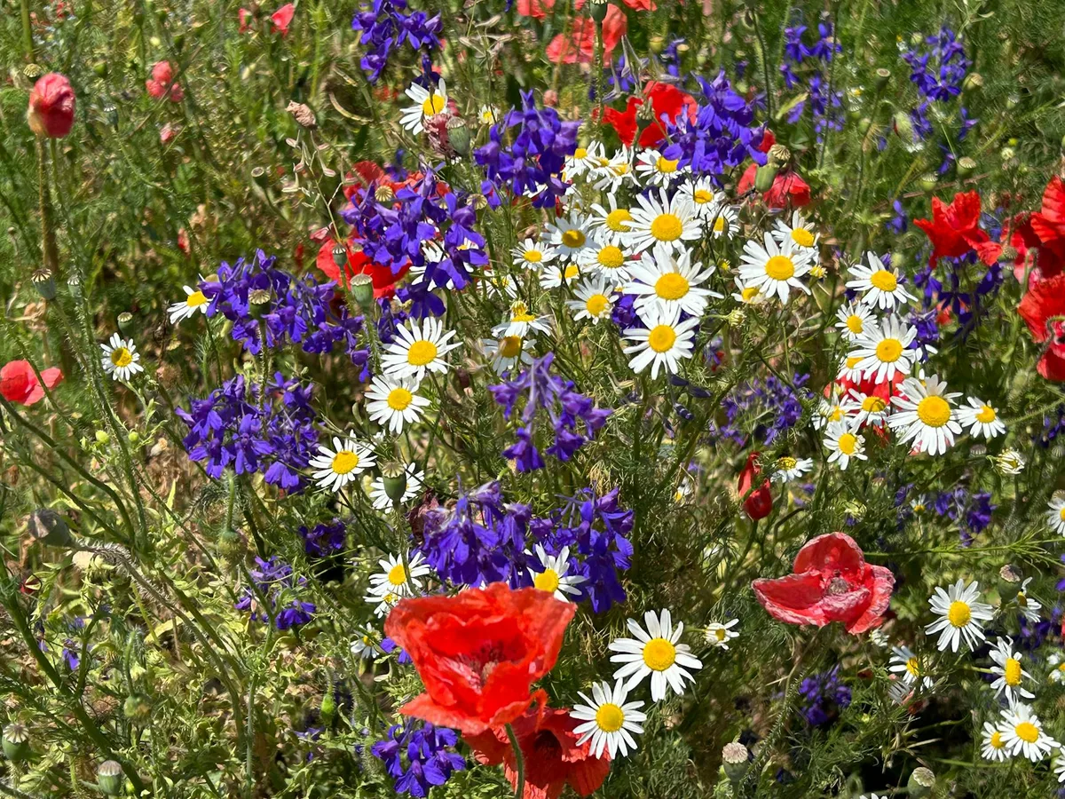 Bunte Wildblumen mit Mohn und Gänseblümchen im Sommer eingefangen