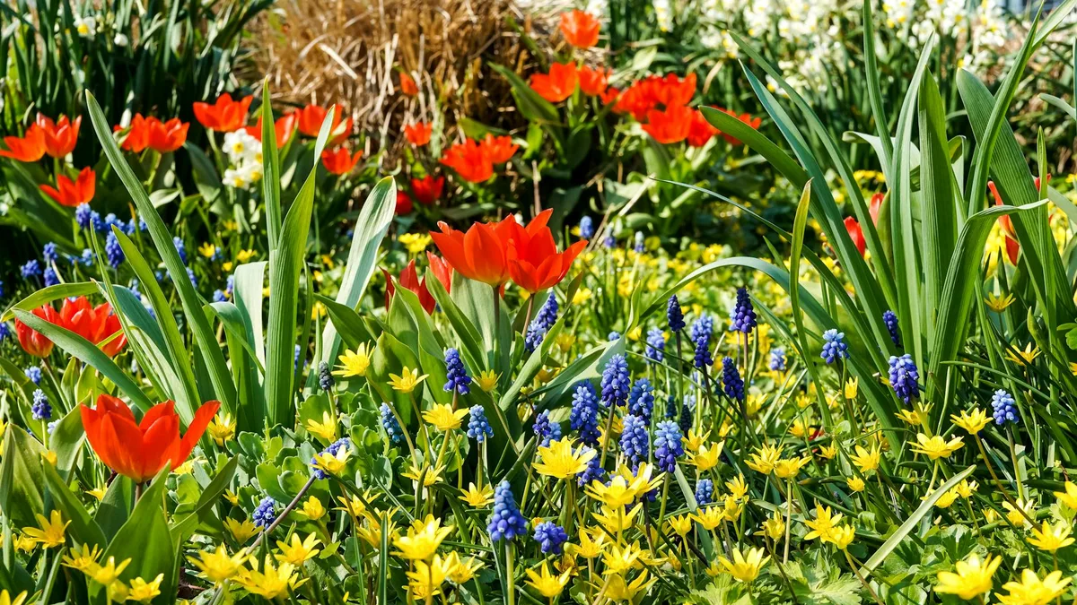 A colorful display of blooming red tulips and grape hyacinths in a vibrant spring garden.