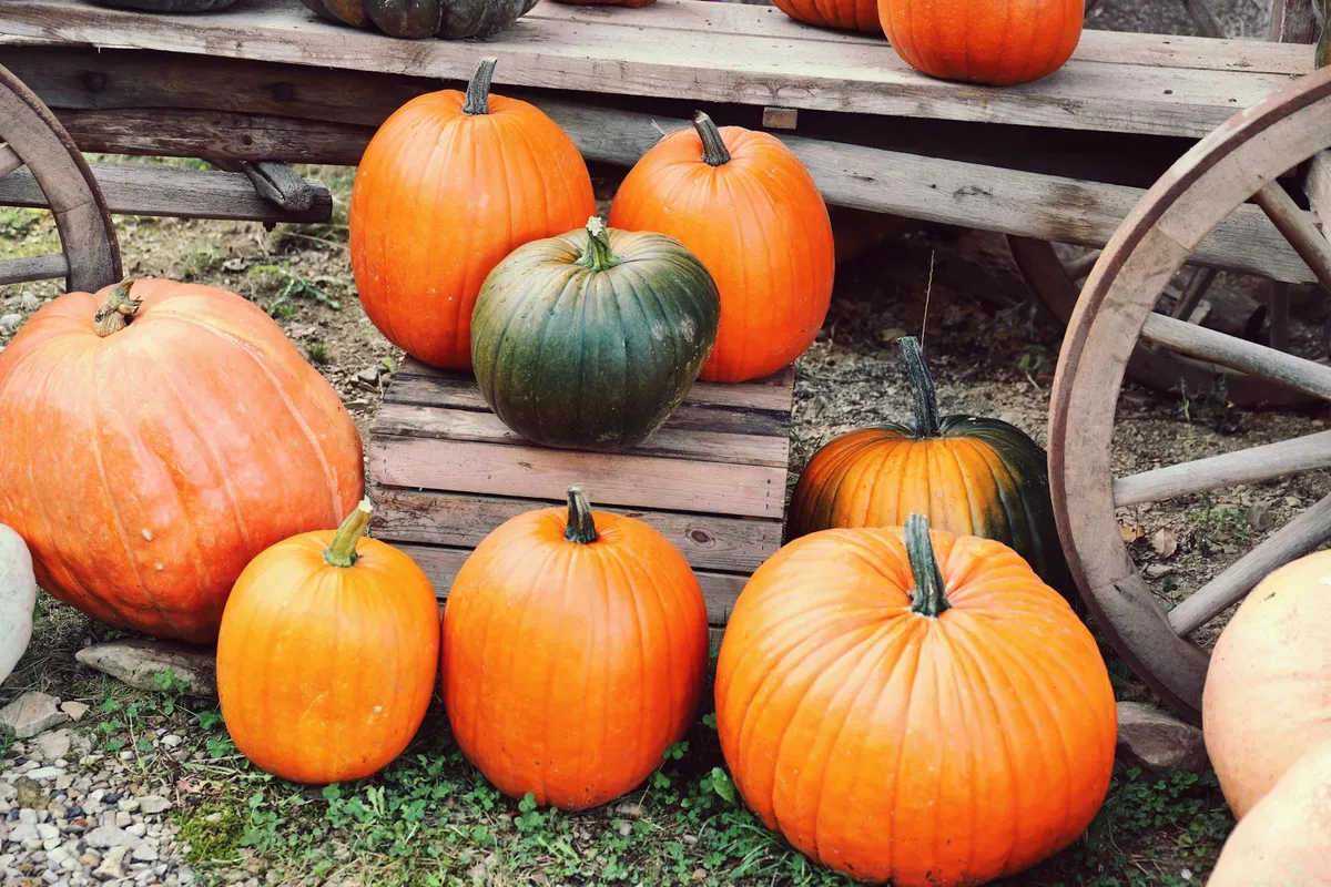 Bunte Kürbisse auf rustikalen Holzwagen mit klassischem Herbst-Erntegefühl