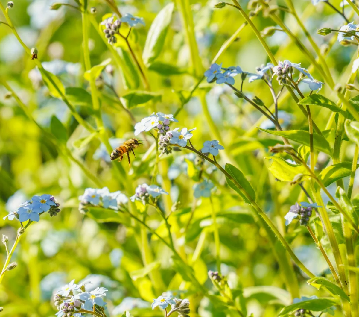 日差しの庭で野花に近づくミツバチ。春の鮮やかな植物。