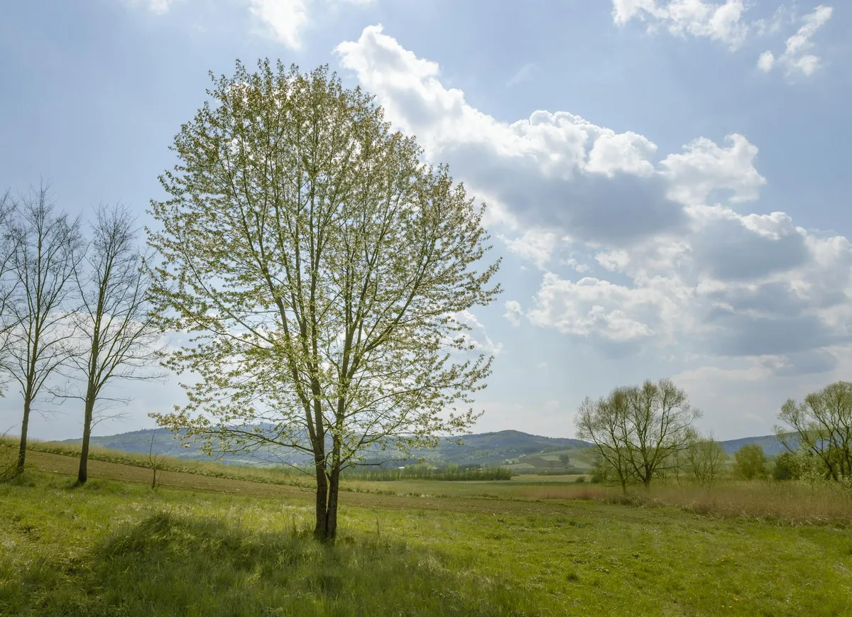 Campagna primaverile serena con albero in fiore e cielo luminoso