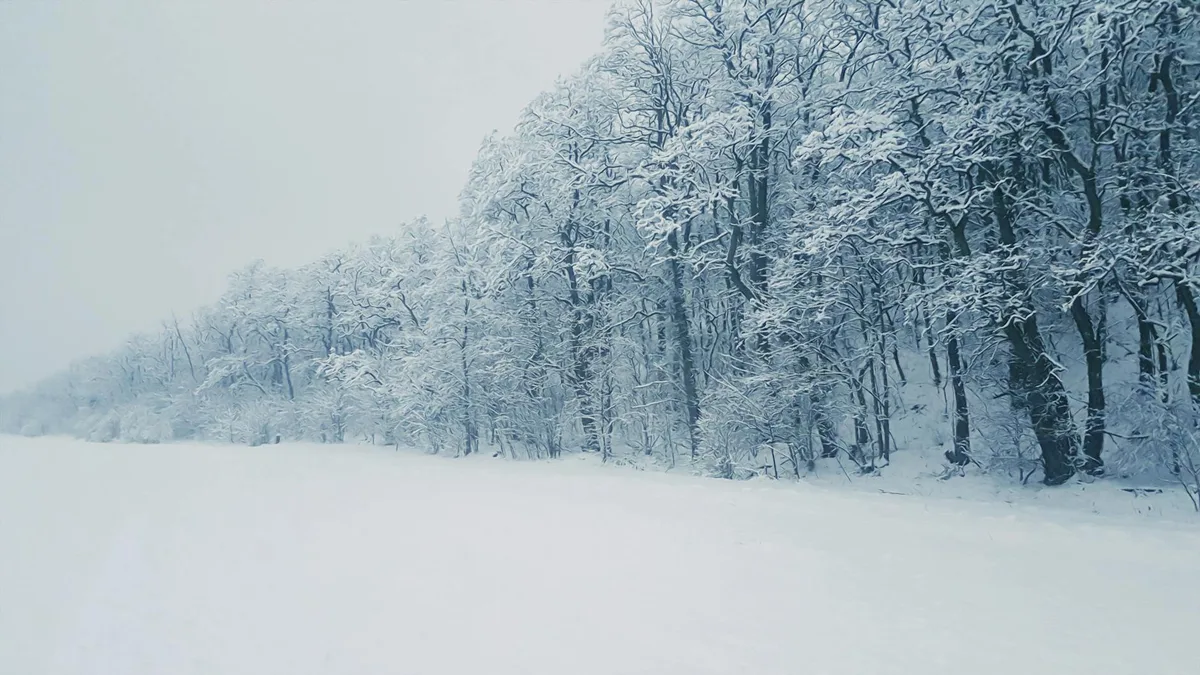Friedliche Winterszene mit schneebedeckten Bäumen im ruhigen Wald
