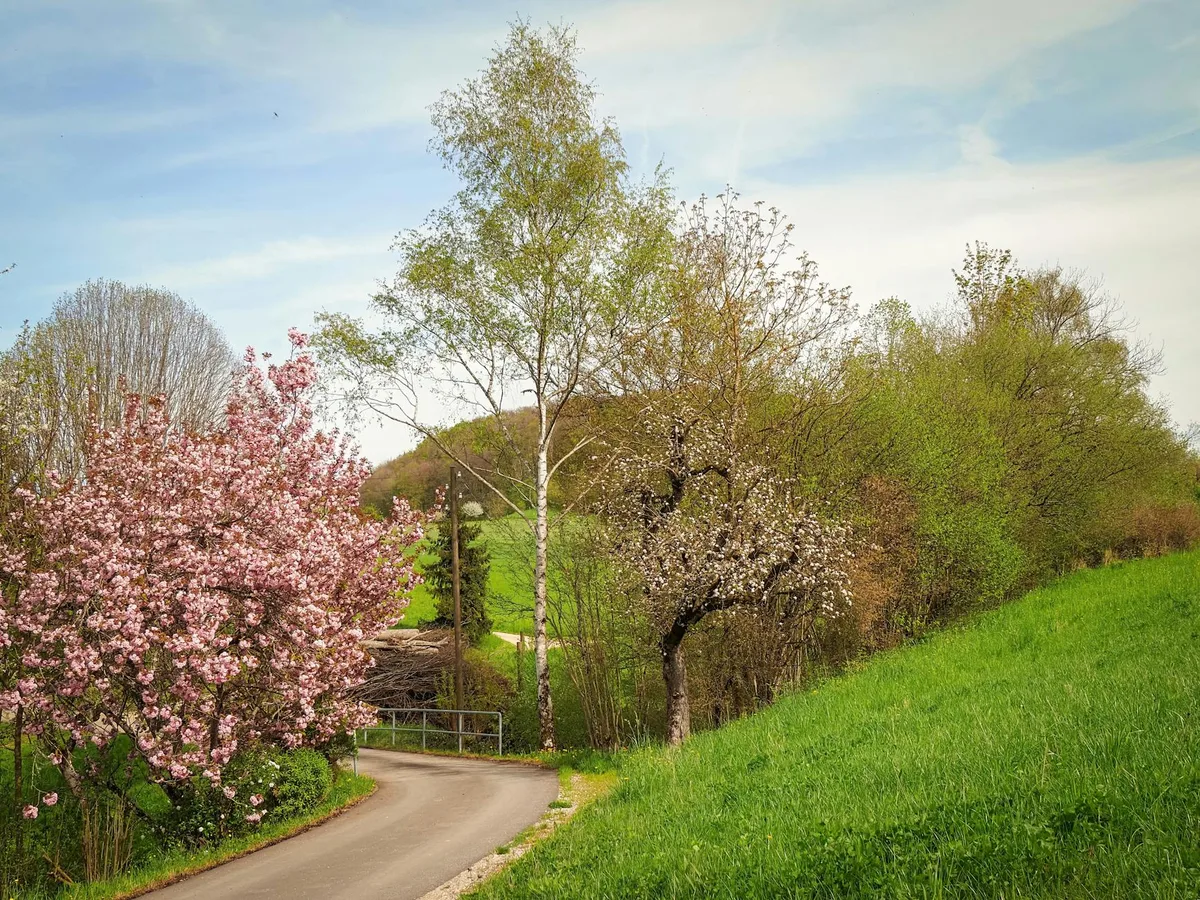 Strada di campagna pittoresca con alberi in fiore e verde primaverile