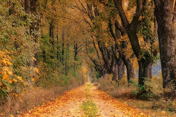 Sentiero boschivo pittoresco con alberi autunnali dal fogliame dorato
