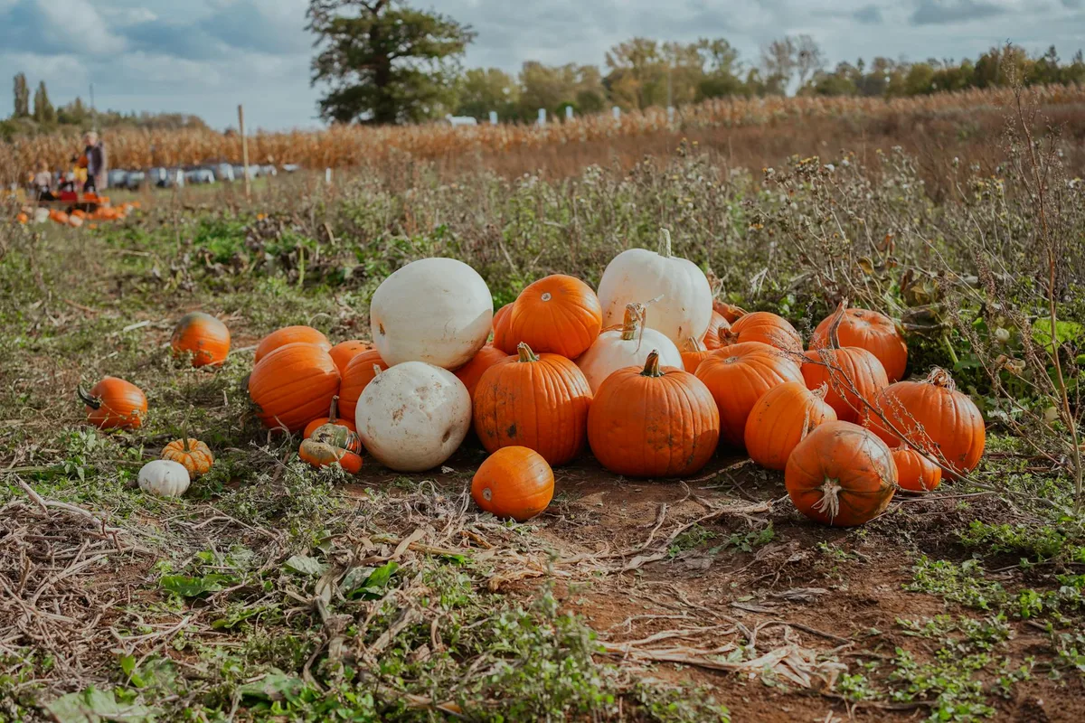 Montón de calabazas naranjas y blancas en campo rural durante cosecha de otoño.