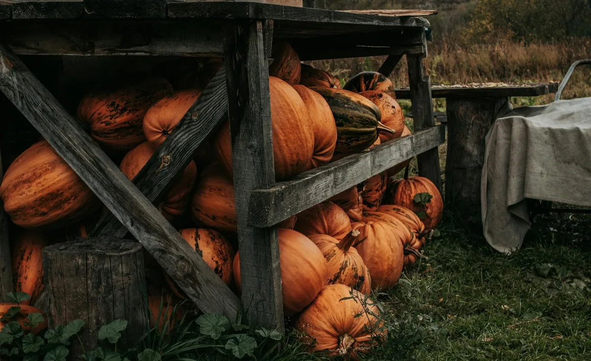 Struttura rustica in legno piena di zucche raccolte in campagna d'autunno