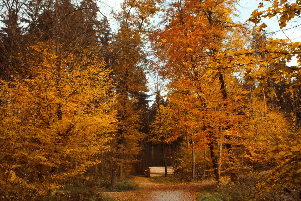 Ruhiger Waldweg umgeben von leuchtendem Herbstlaub, perfekt für Herbstbilder