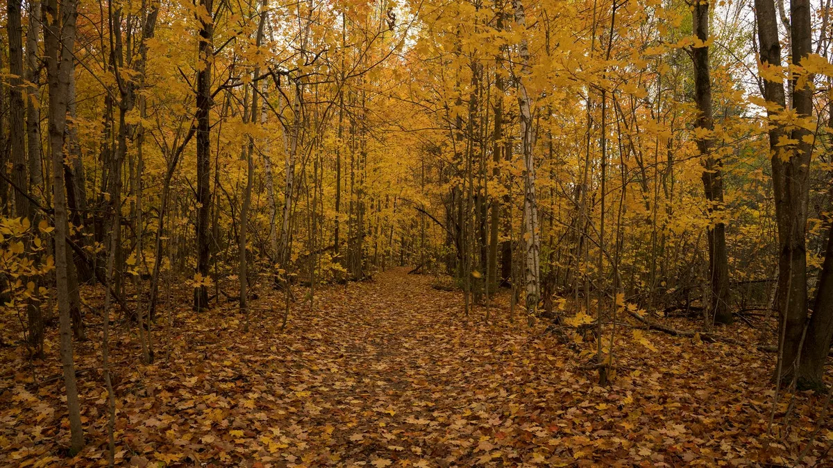 Ruhiger Waldweg mit leuchtendem Herbstlaub und gefallenen Blättern