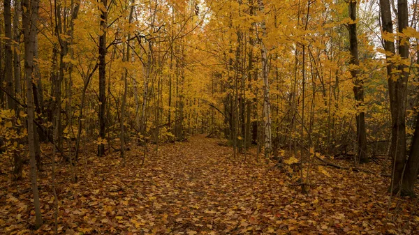 Sentiero sereno in una foresta con fogliame autunnale vibrante e foglie cadute