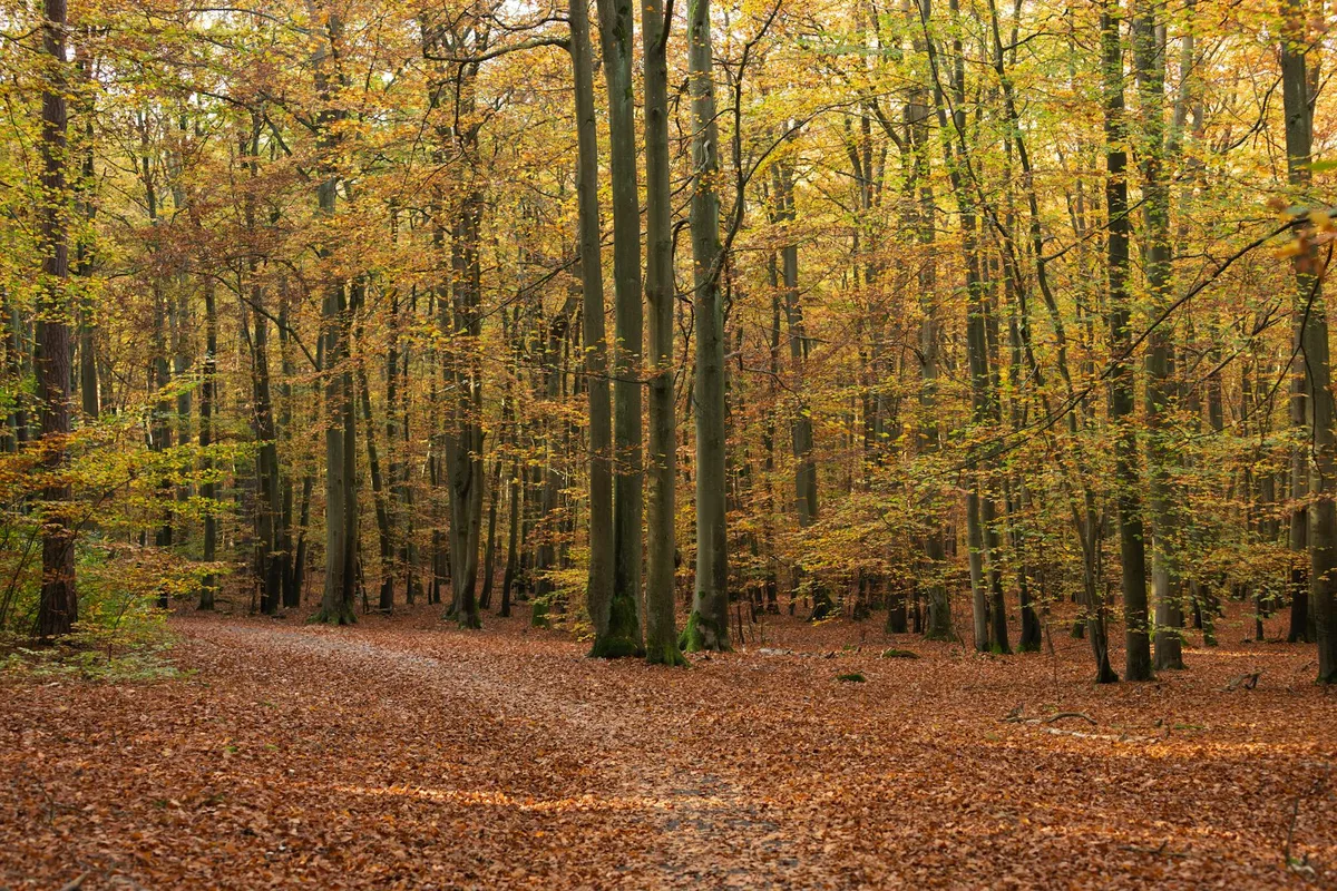 Sentiero autunnale tranquillo in una foresta con alberi alti e foglie dorate