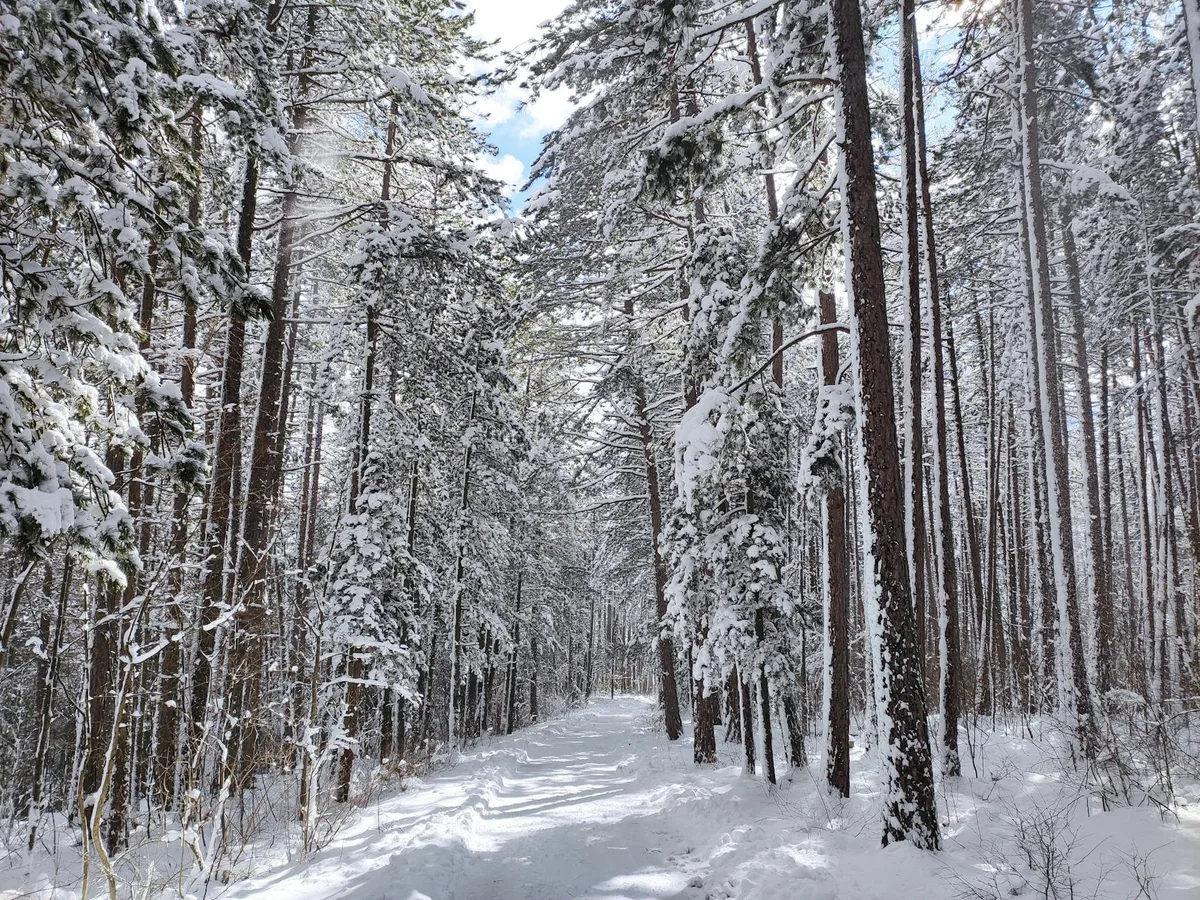 Vialetto innevato nella pineta, essenza della bellezza invernale
