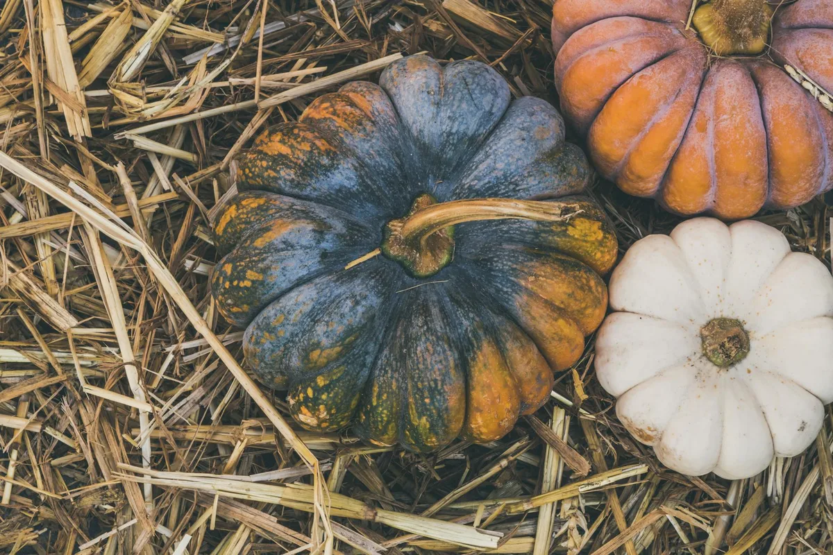 Varietà di zucche colorate su paglia, essenza del raccolto autunnale