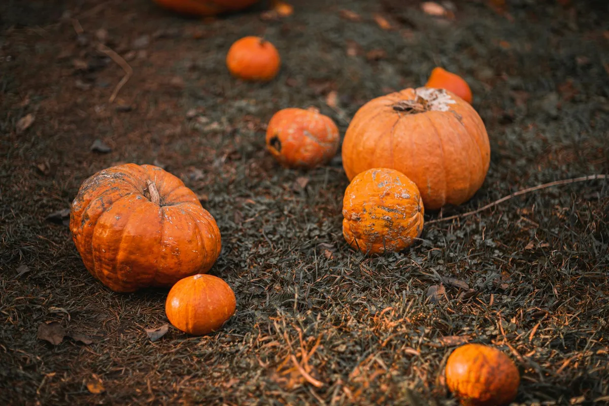 Verschiedene Herbstkürbisse auf dem Gras für Ernte- und Halloween-Motive