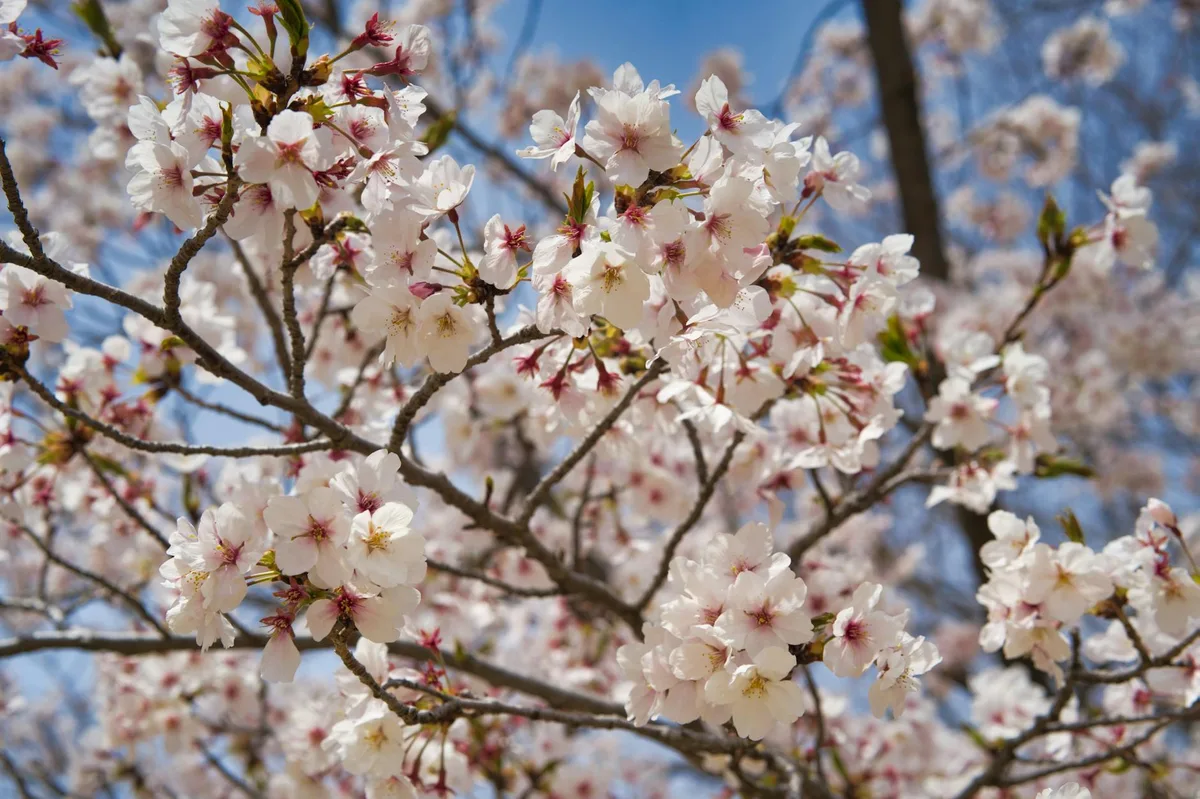 Vivace fioritura di ciliegi sotto cielo azzurro a Kobe, Giappone