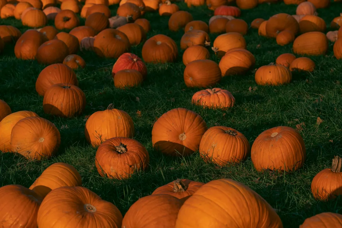 Reife orangefarbene Kürbisse auf dem Herbstfeld
