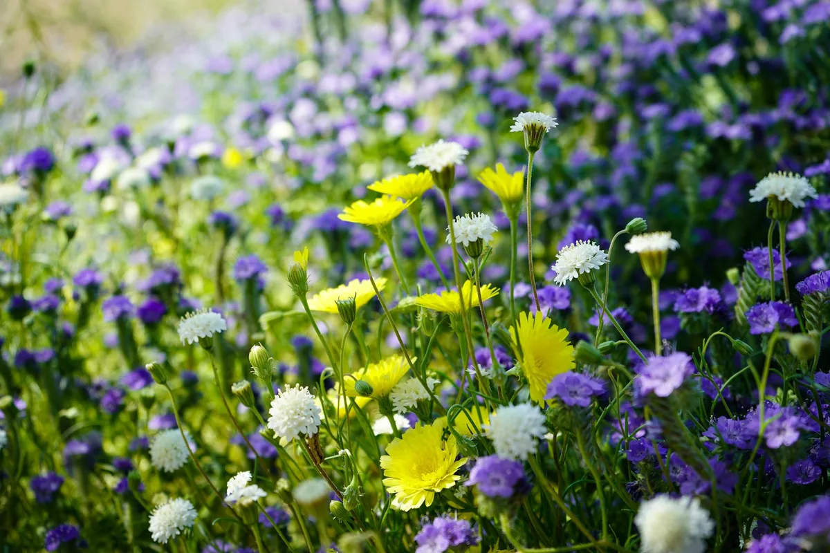 Campo vibrante di fiori selvatici in fiore a Borrego Springs, California