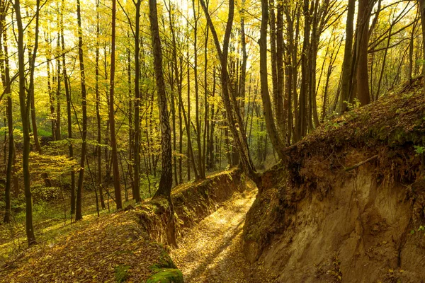 Foresta autunnale a Kazimierz Dolny con luce solare che filtra tra gli alberi.
